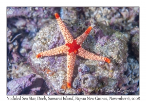 Noduled Sea Star