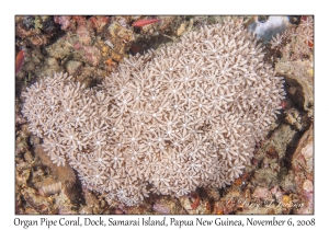 Organ-pipe Coral