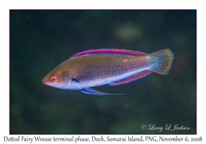 Dotted Fairy Wrasse terminal phase