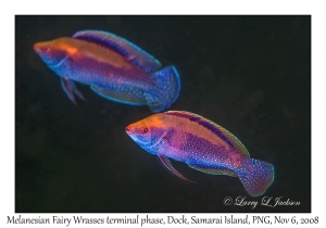 Melanesian Fairy Wrasse terminal phase