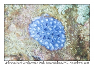 Hard Coral juvenile