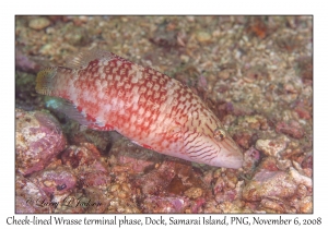Cheek-lined Wrasse terminal phase