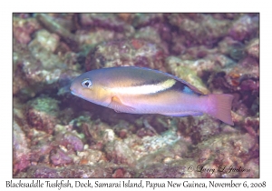 Blacksaddle Tuskfish