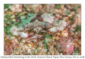 Undescribed Swimming Crab