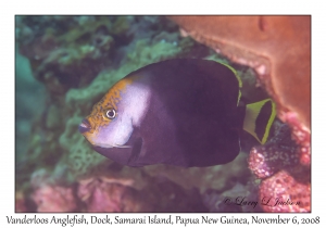 Vanderloos Angelfish