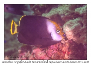 Vanderloos Angelfish