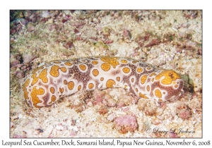 Leopard Sea Cucumber