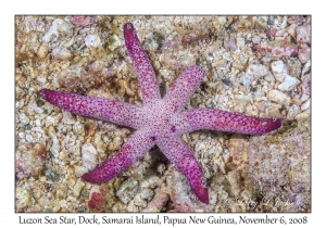 Luzon Sea Star