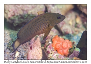 Dusky Dottyback