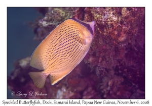 Speckled Butterflyfish