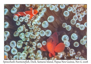 Spinecheek Anemonefish pair