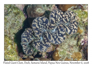 Fluted Giant Clam