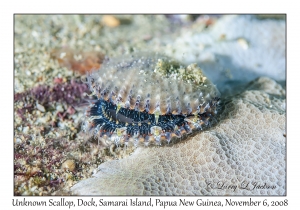 Unknown Scallop