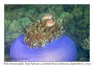 Magnificent Sea Anemone