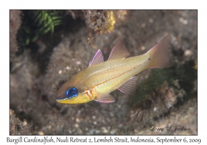 Bargill Cardinalfish