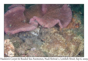 Haddon's Carpet & Beaded Sea Anemones