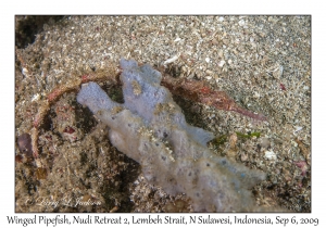 Winged Pipefish