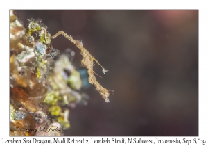 Lembeh Sea Dragon