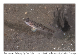 Ambanoro Shrimpgoby