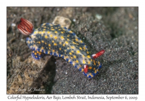 Colorful Hypselodoris