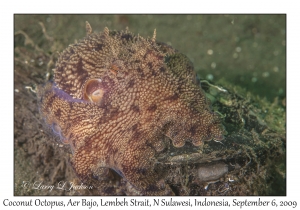 Coconut Octopus