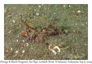 Orange & Black Dragonet