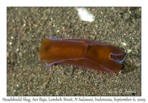 Undescribed Headshield Slug