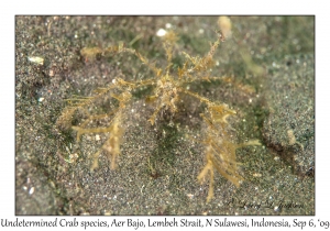 Undeterined Decorator Crab