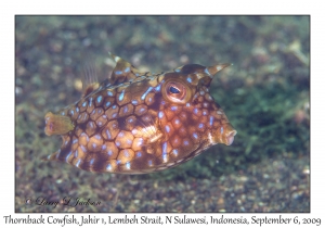 Thornback Cowfish