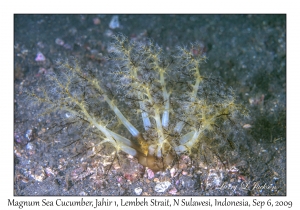 Magnum Sea Cucumber