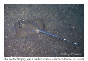 Blue-spotted Stingray