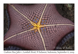 Cushion Star