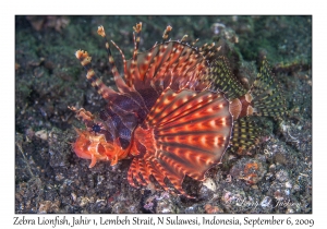 Zebra Lionfish