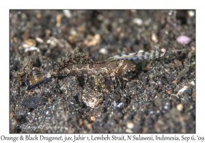 Orange & Black Dragonet