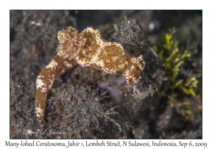 Many-lobed Ceratosoma