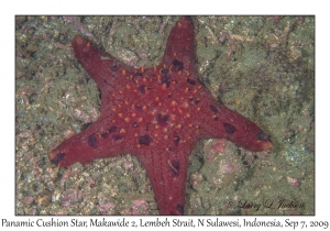 Panamic Cushion Star