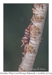 Zanzibar Whip Coral Shrimp