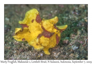 Warty Frogfish