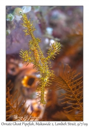 Ornate Ghost Pipefish