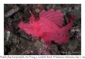 Paddle-flap Scorpionfish