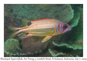 Blackspot Squirrelfish