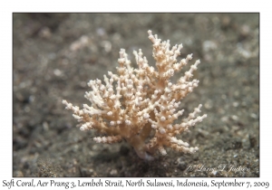 Soft Coral