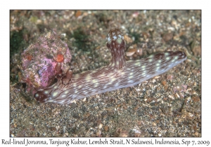 Red-lined Jorunna