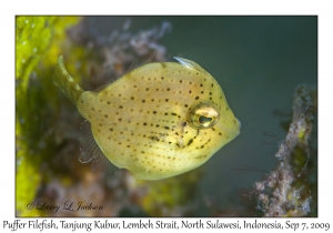 Puffer Filefish