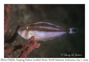 Rhino Filefish