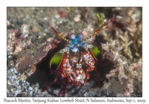 Peacock Mantis