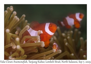 False Clown Anemonefish