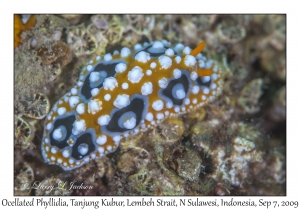 Ocellated Phyllidia