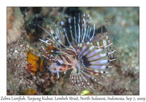 Zebra Lionfish