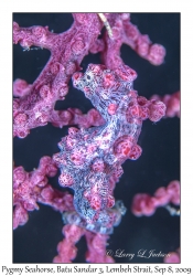 Pygmy Seahorse